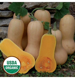 Seed Savers Squash - Waltham Butternut (organic)