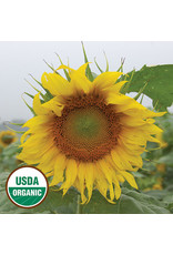 Seed Savers Sunflower - Rostov (organic)