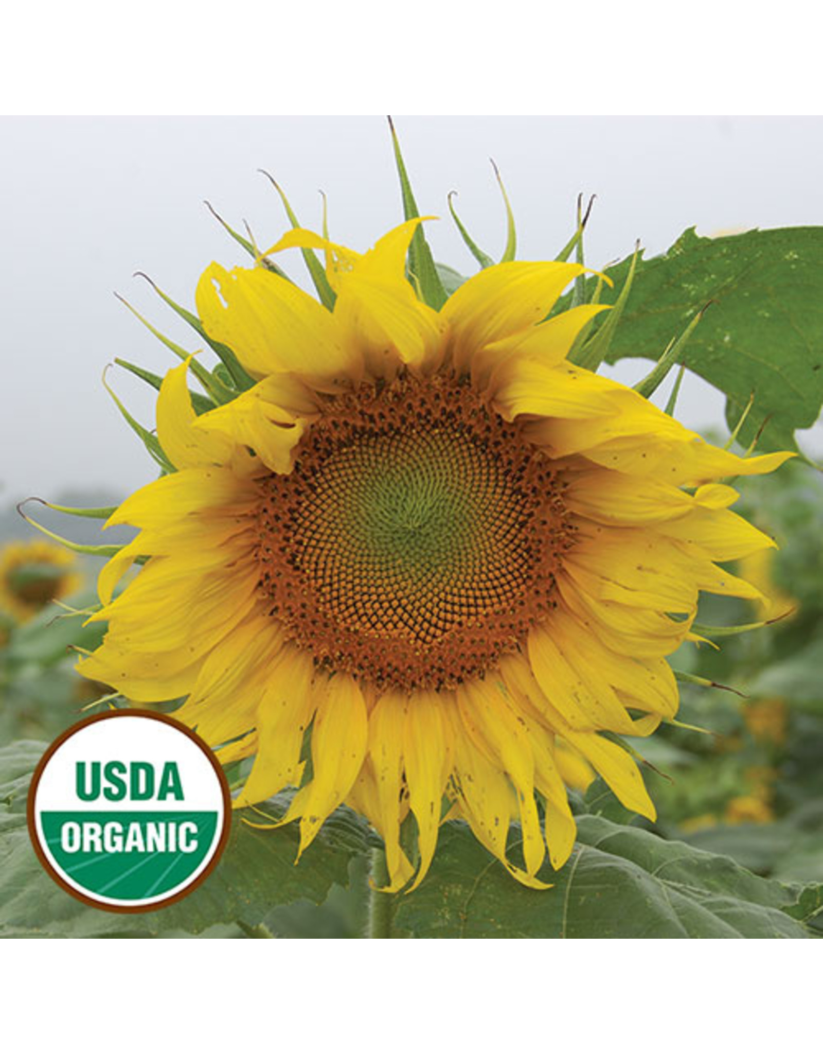 Seed Savers Sunflower - Rostov (organic)