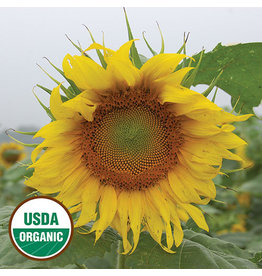 Seed Savers Sunflower - Rostov (organic)