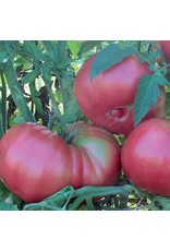 Seed Savers Tomato - Dester (organic)