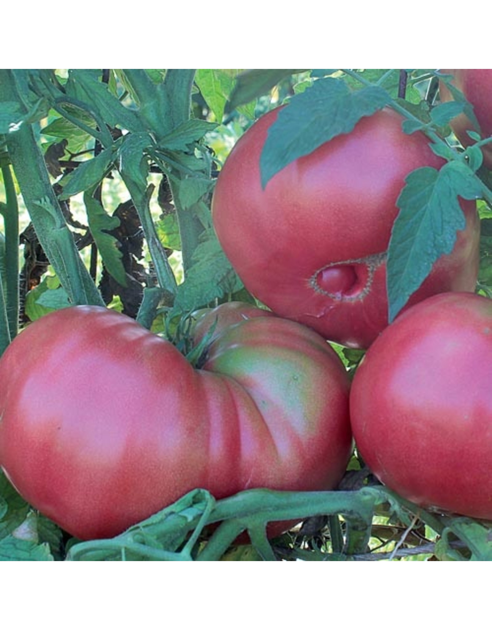 Seed Savers Tomato - Dester (organic)