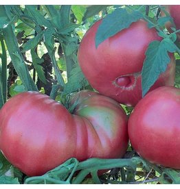 Seed Savers Tomato - Dester (organic)