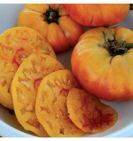 Seed Savers Tomato - Gold Medal