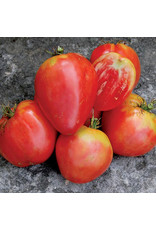 Seed Savers Tomato - Hungarian Heart