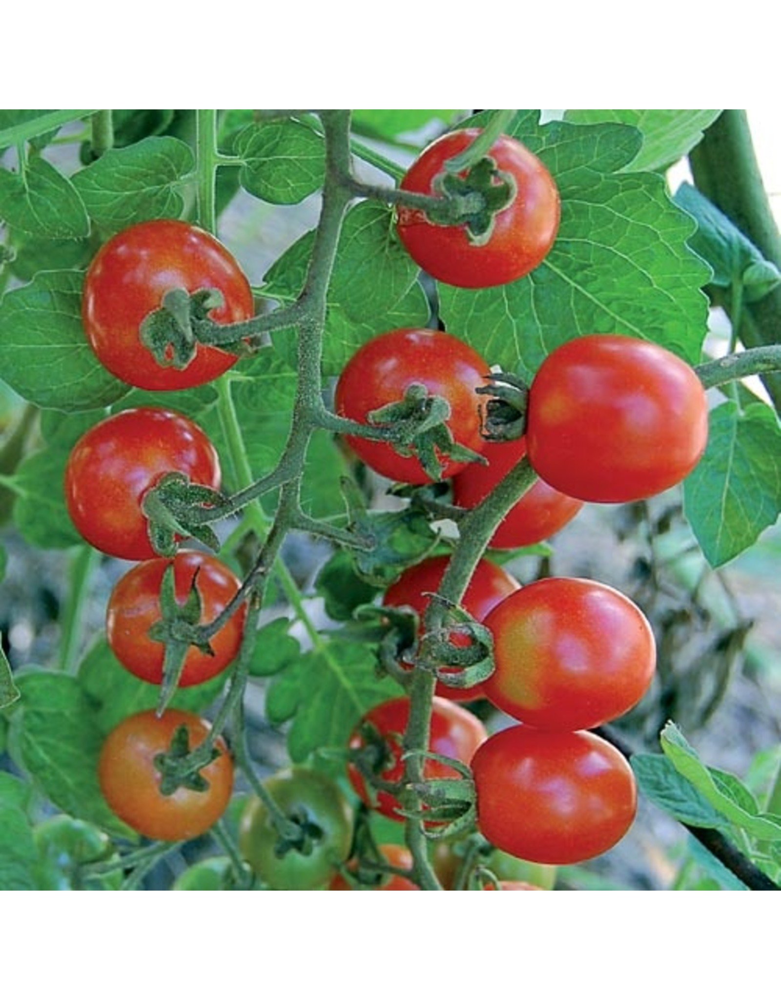 Seed Savers Tomato - Mexico Midget