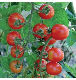 Seed Savers Tomato - Mexico Midget