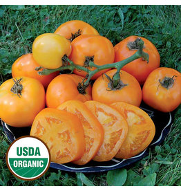 Seed Savers Tomato - Moonglow (organic)