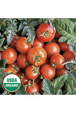 Seed Savers Tomato - Velvet Red (organic)