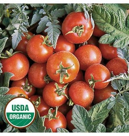 Seed Savers Tomato - Velvet Red (organic)