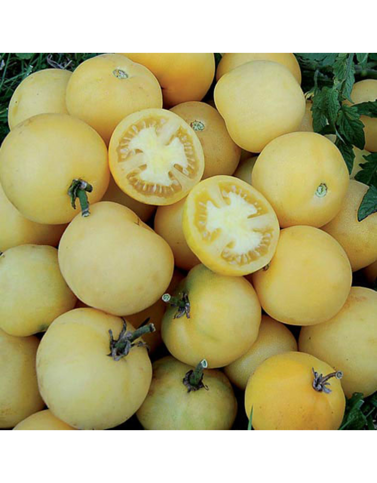 Seed Savers Tomato - Wapsipinicon Peach
