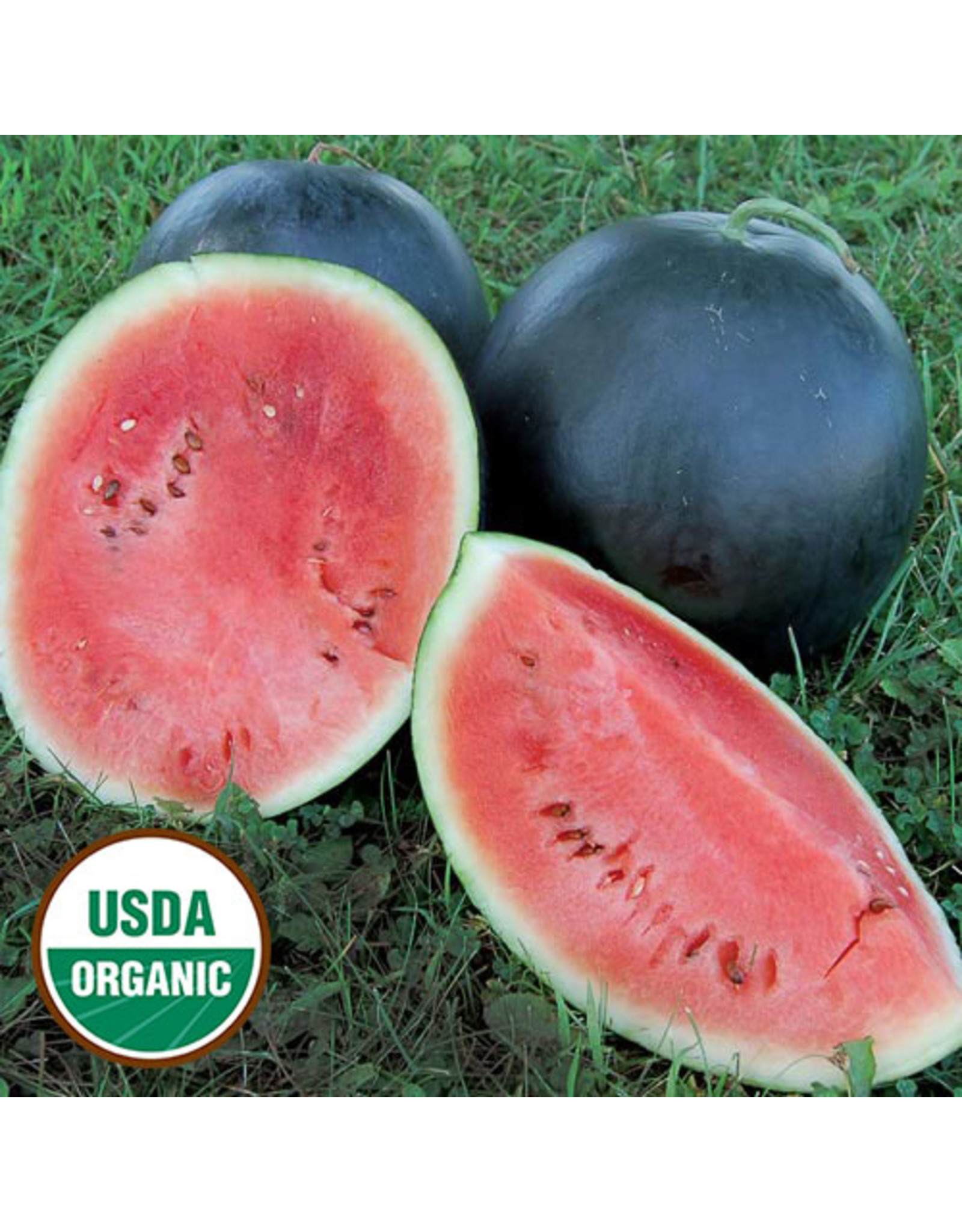 Seed Savers Watermelon - Blacktail Mountain (organic)