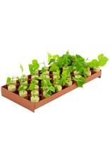 Grodan Gro-Smart 78 Cell Stonewool Tray Insert - 1.5 In Square