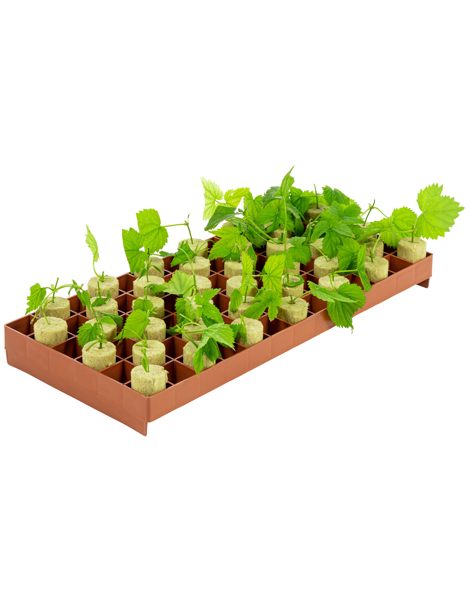 Grodan Gro-Smart 78 Cell Stonewool Tray Insert - 1.5 In Square