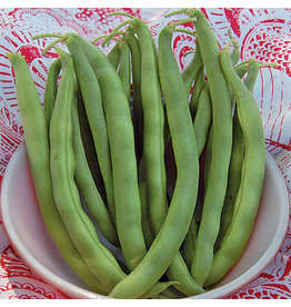 Seed Savers Bean - Kentucky Wonder Bush