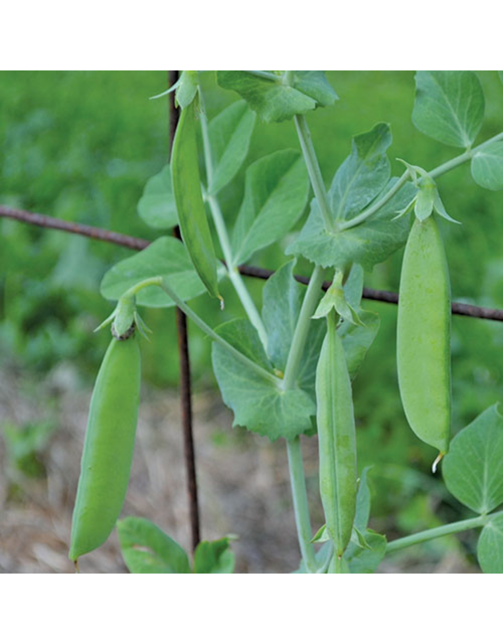Seed Savers Pea - Sutton's Harbinger