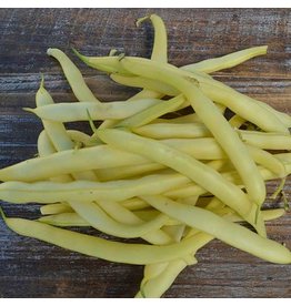 Seed Savers Bean - Pencil Pod Golden Wax