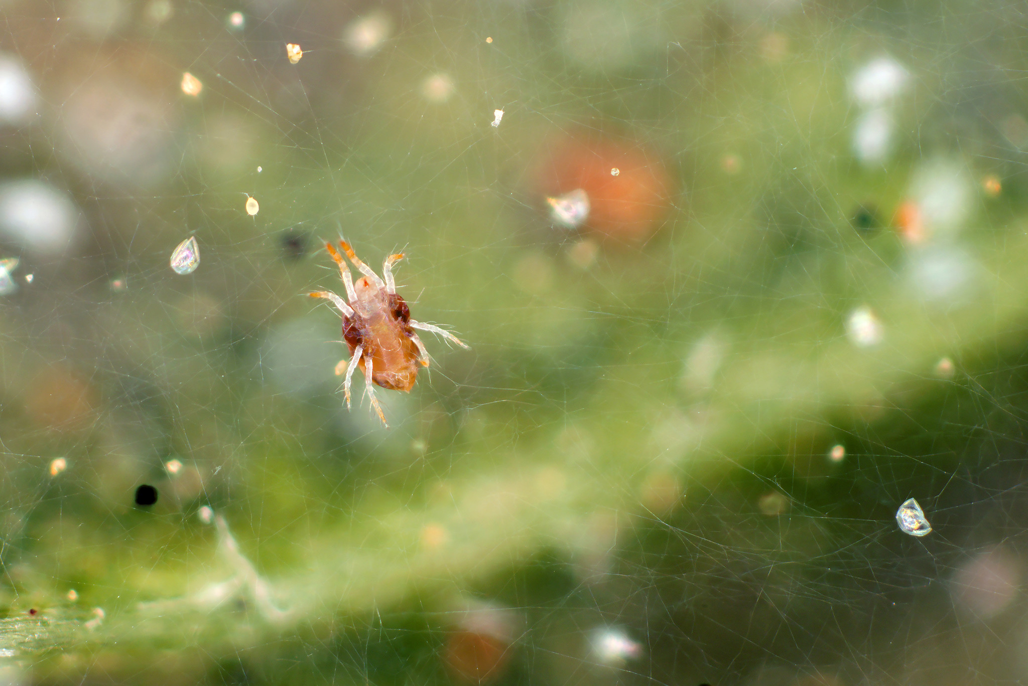 spider mite webbing