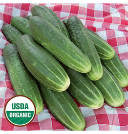 Seed Savers Cucumber - A & C Pickling (organic)