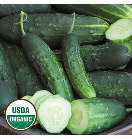 Seed Savers Cucumber - Early Fortune (organic)