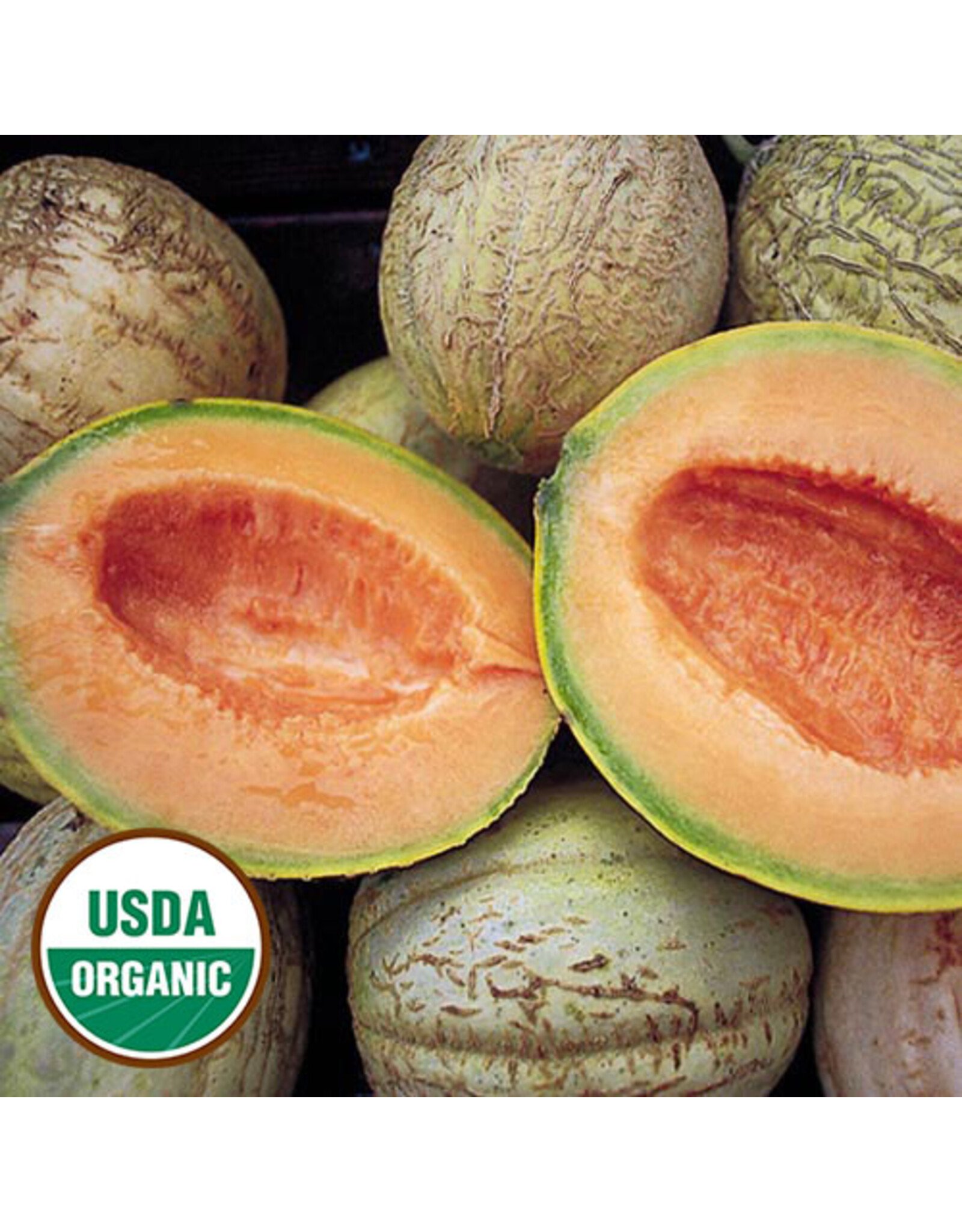 Seed Savers Melon - Amish (organic)