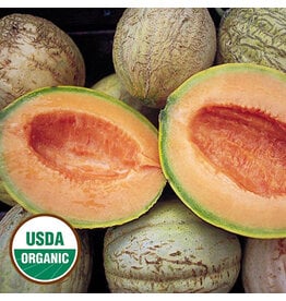 Seed Savers Melon - Amish (organic)