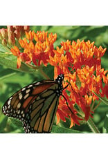 Seed Savers Prairie - Butterflyweed