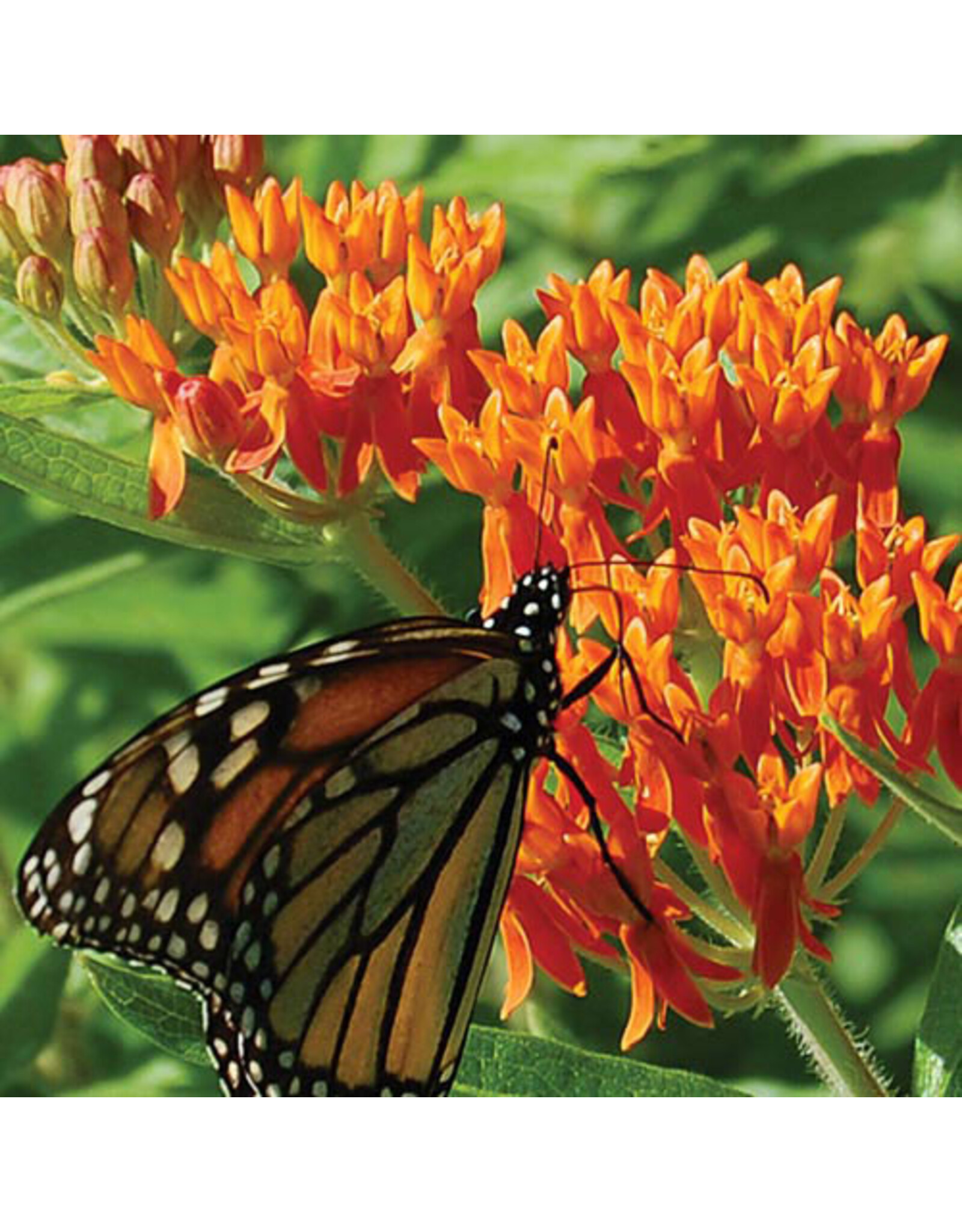 Seed Savers Prairie - Butterflyweed