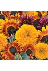 Seed Savers Sunflower - Sunflower Mixture