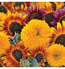 Seed Savers Sunflower - Sunflower Mixture