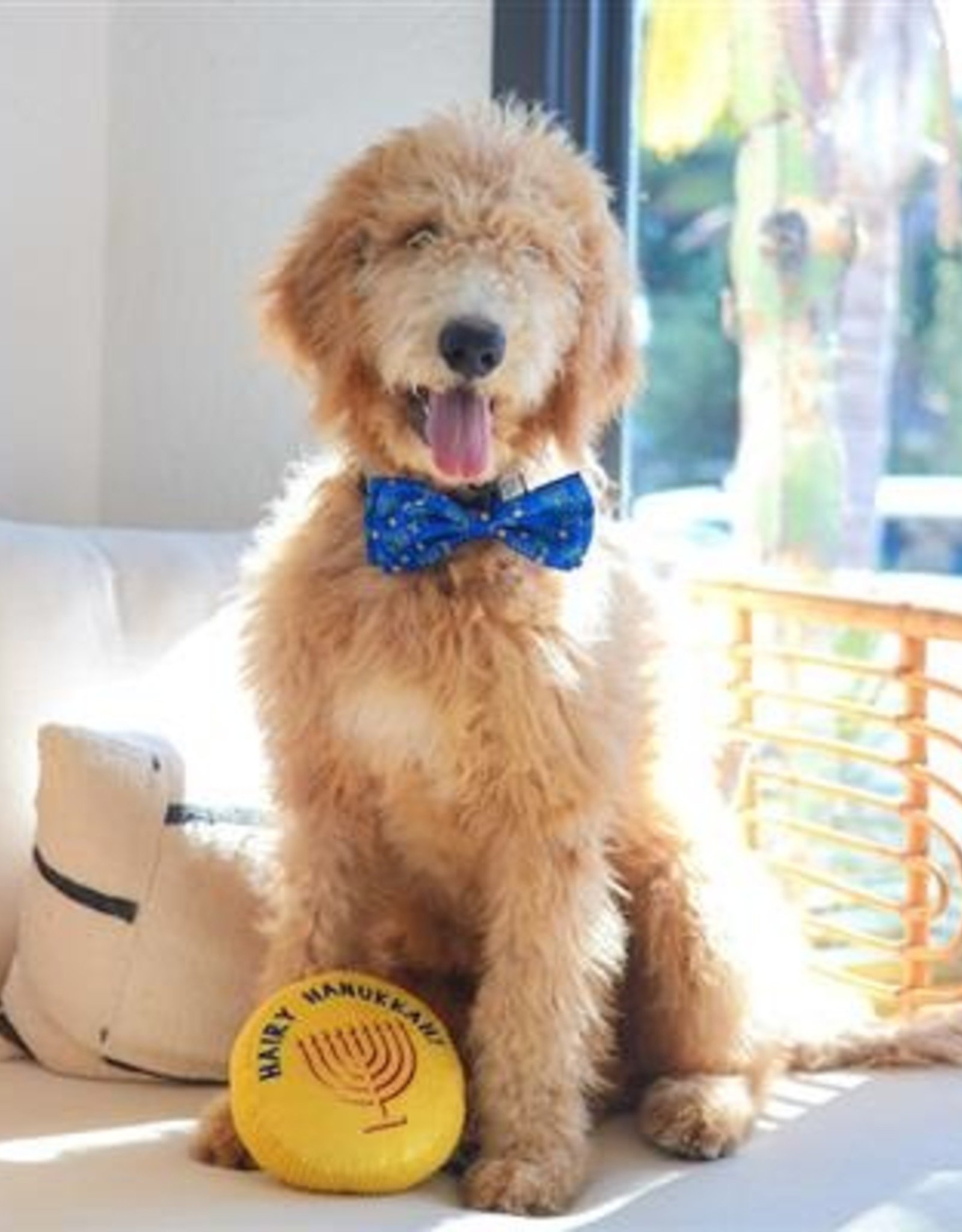 goldendoodle bow tie