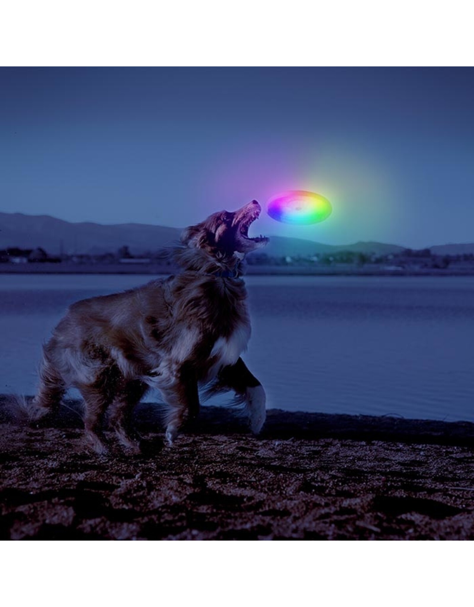 Nite-Ize LED Dog Discuit