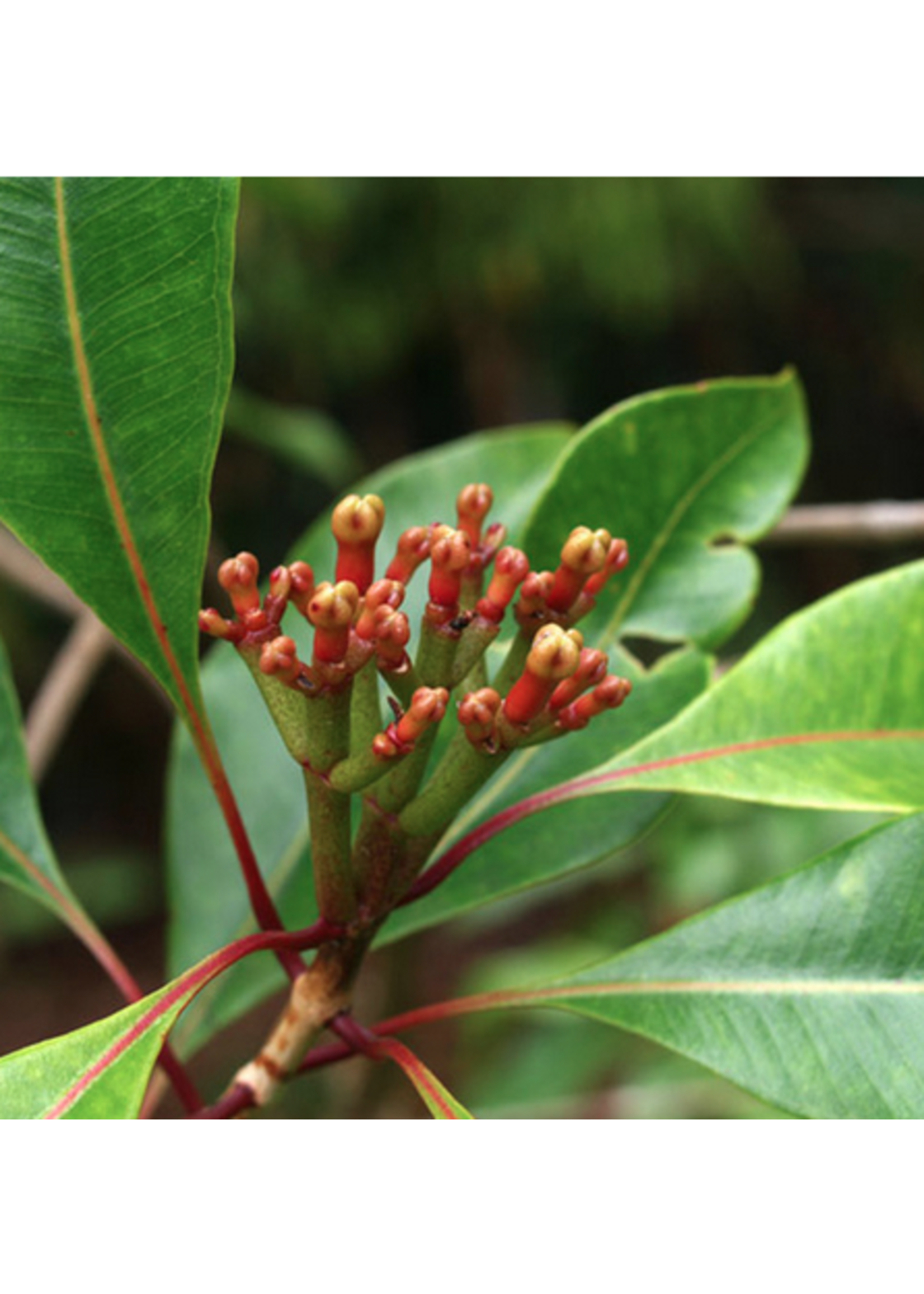 Silverstone Silverstone Essential Oil 12 ml Clove