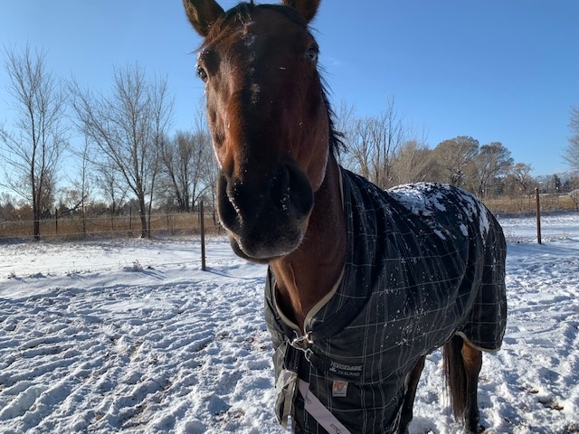 How to safely attach the leg straps on your horse's blanket