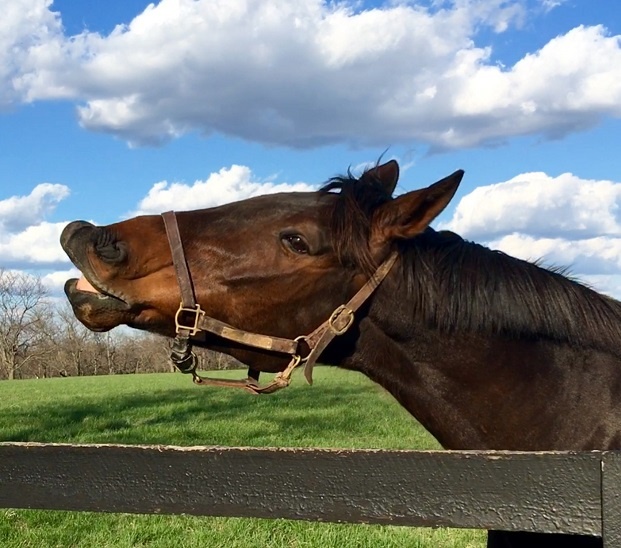 Basic Equine First Aid Tips