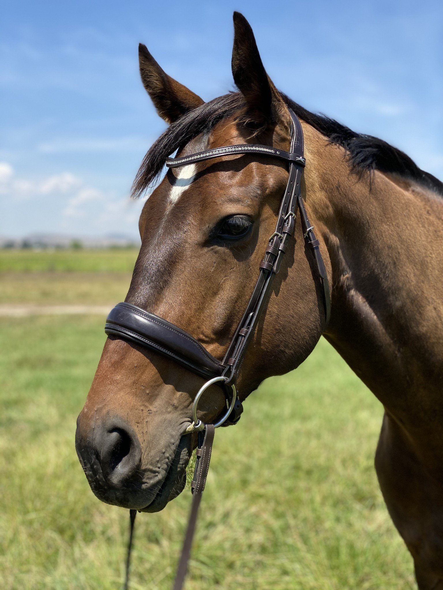 d ring snaffle bit with curb chain