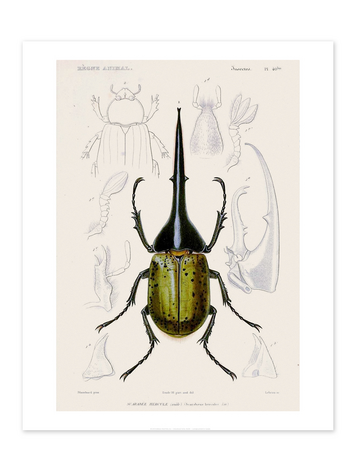Vivid Print Educational Series Beetle