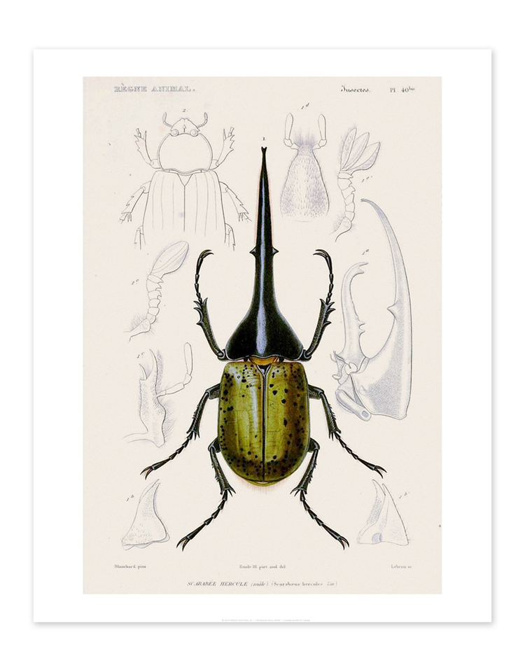 Vivid Print Educational Series Beetle