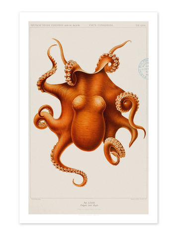 Vivid Print Educational Series Octopus
