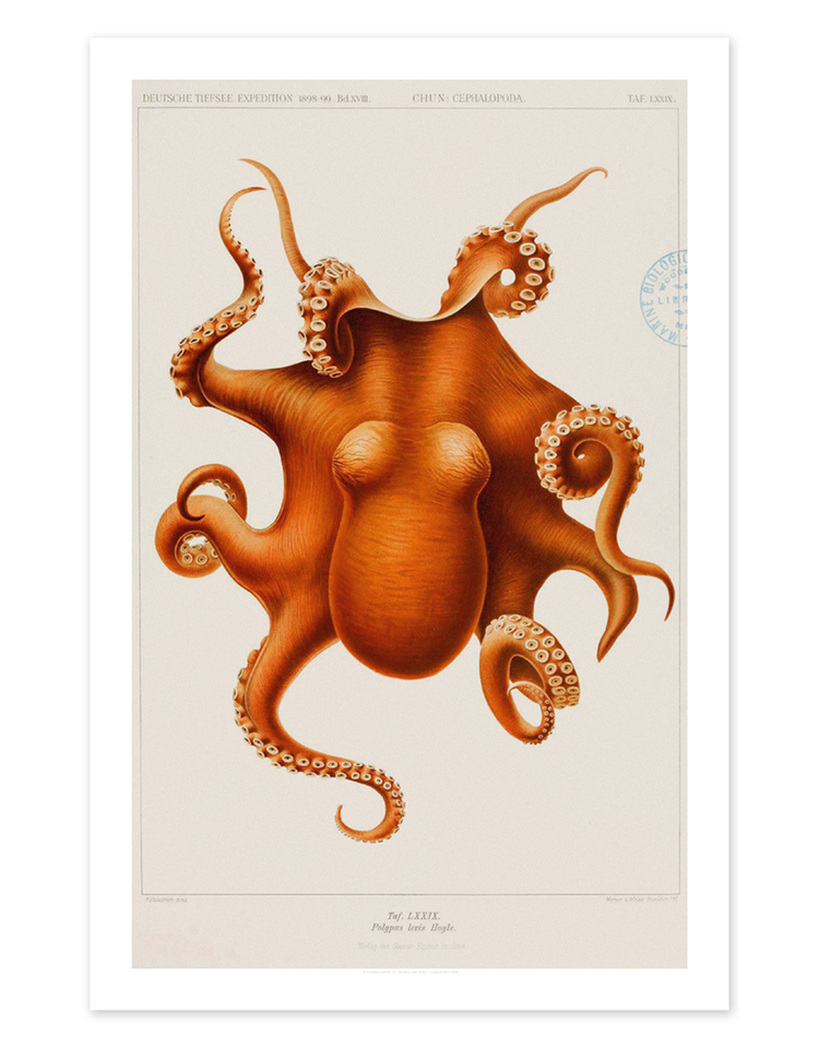 Vivid Print Educational Series Octopus