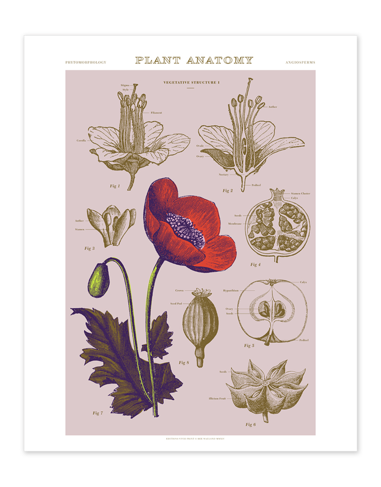 Vivid Print Educational Series Plant Anatomy I