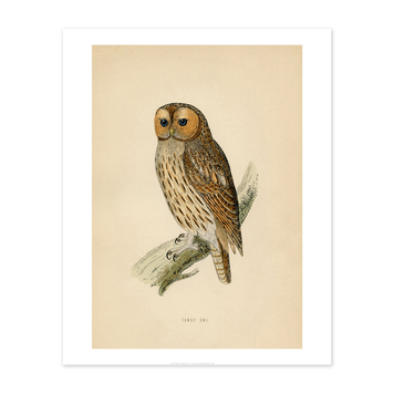 Vivid Print Educational Series Tawny Owl
