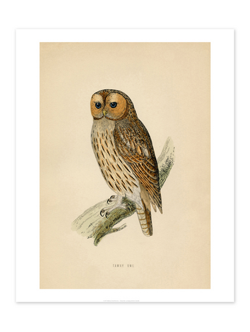 Vivid Print Educational Series Tawny Owl