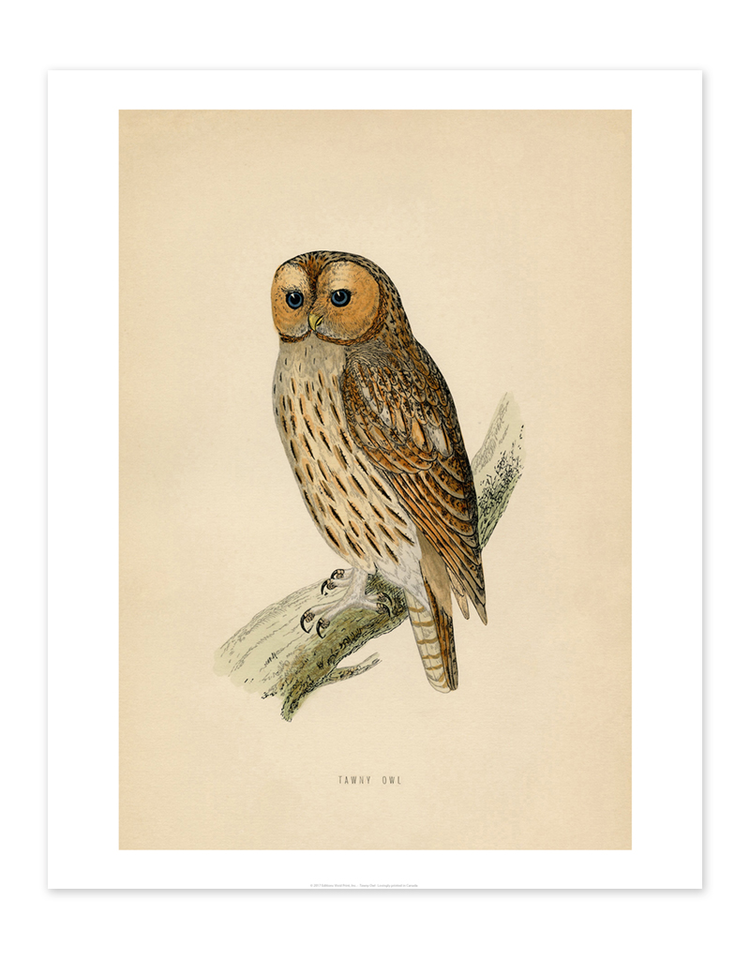 Vivid Print Educational Series Tawny Owl