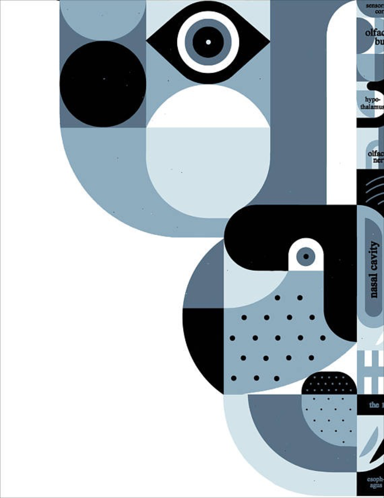 Raymond Biesinger Canine Anatomy