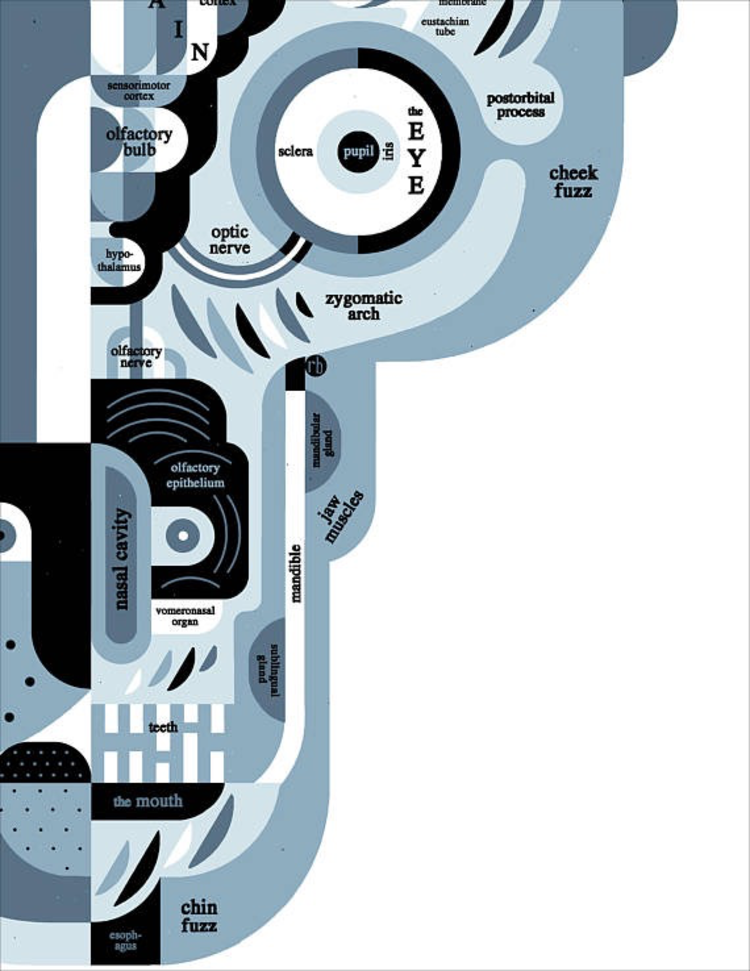 Raymond Biesinger Canine Anatomy