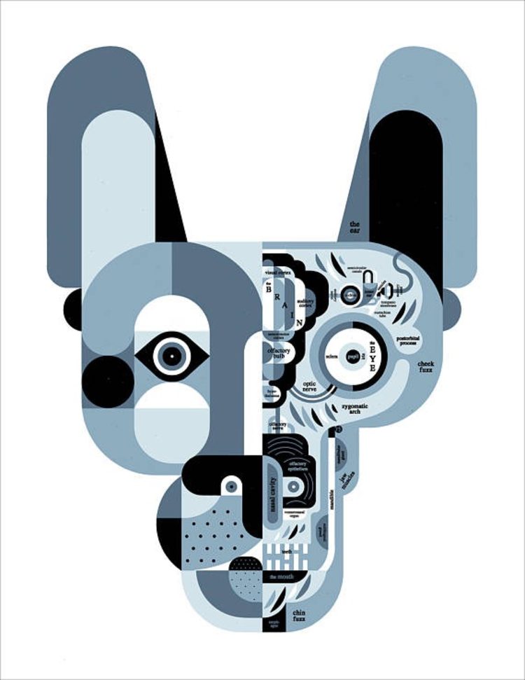 Raymond Biesinger Canine Anatomy