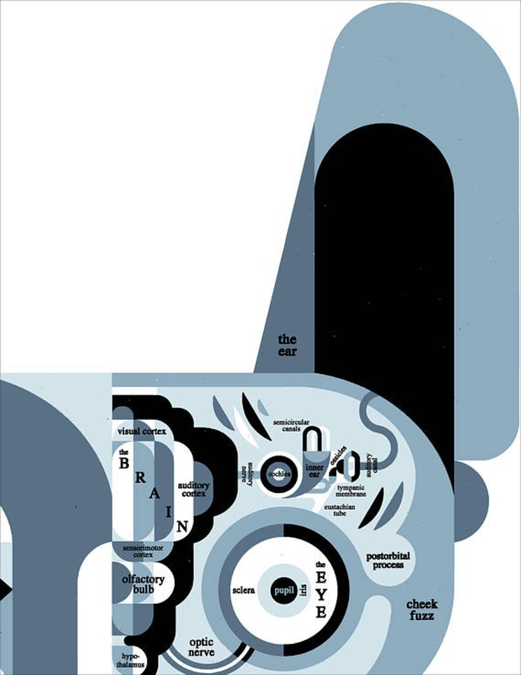 Raymond Biesinger Canine Anatomy