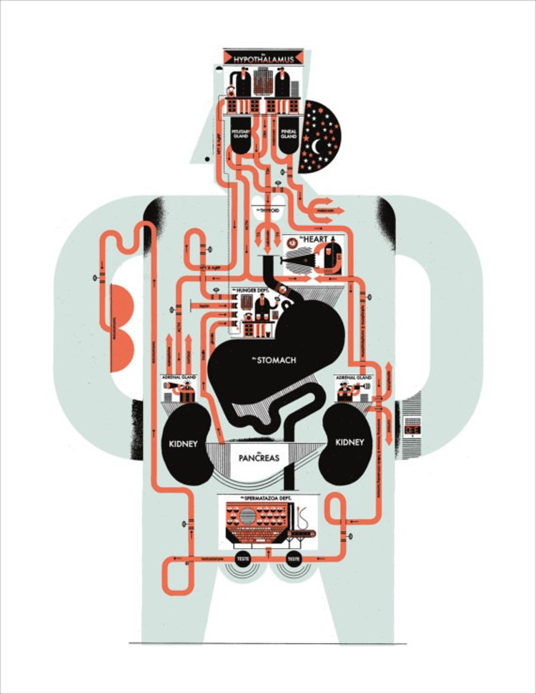 Raymond Biesinger Endocrine System Anatomy Chart