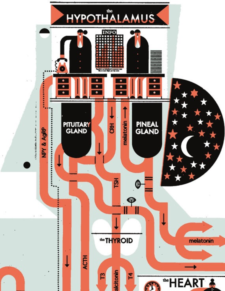 Raymond Biesinger Endocrine System Anatomy Chart